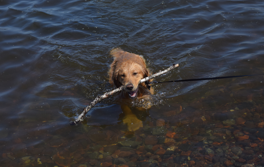 Golden Retriever splashing in Lake Superior